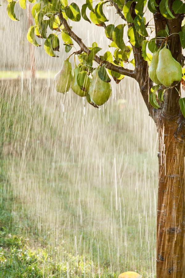 fruit tree rain