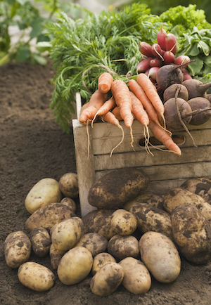 potato carrots radish