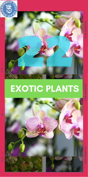 exotic plants