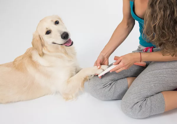 dog manicure grooming