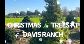 davis ranch christmas trees