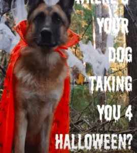 Sacramento Halloween Dogs SACRAMENTO DOGGIES What do your dogs like to do for Halloween? Are they day drinkers at a local brewery or winery? Do they like to parade around the town? Maybe their groomer hosts a party... Post their favorites in the comments.