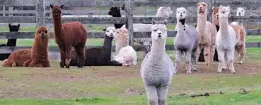 alpaca yoga pop up
