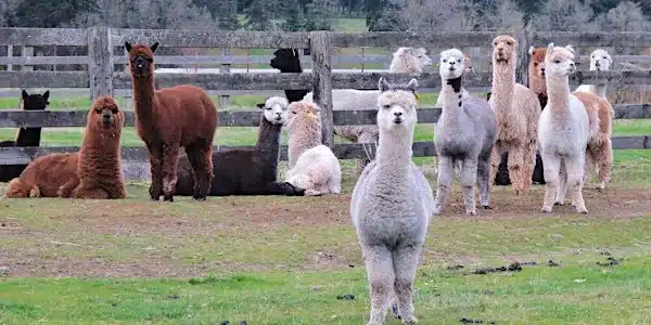 alpaca yoga pop up