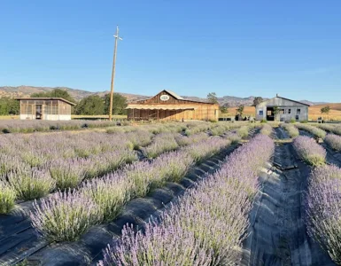 capay valley lavender run