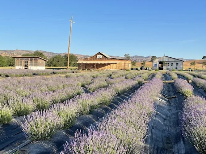 capay valley lavender run